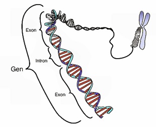 Difference Between Gene and Trait