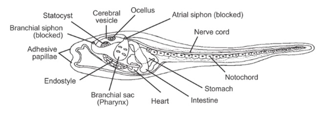 Difference Between Protochordates and Euchordates