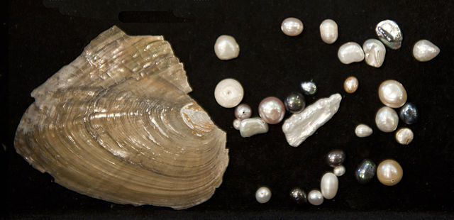 Freshwater vs Cultured Pearls