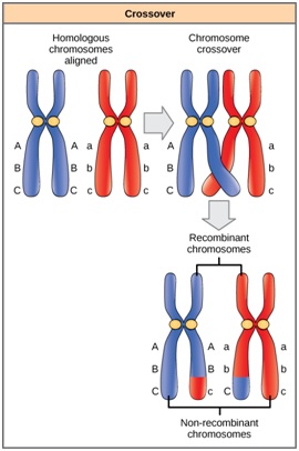 Linkage vs Recombination