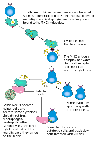 difference between innate immunity and aquired immunity