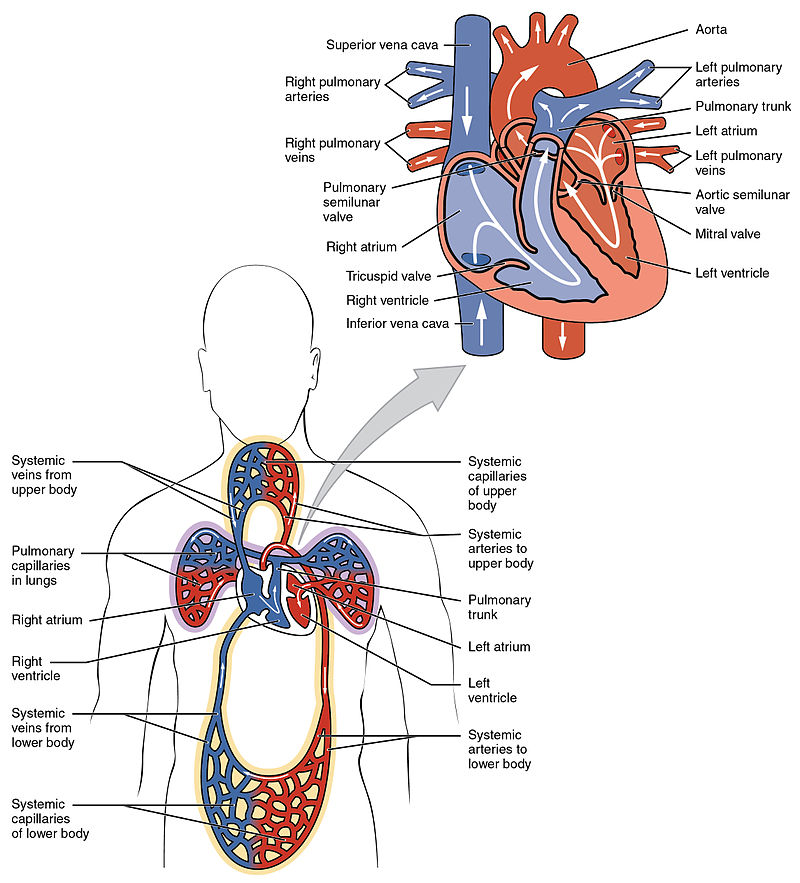  difference between pulmonary artery and pulmonary vein