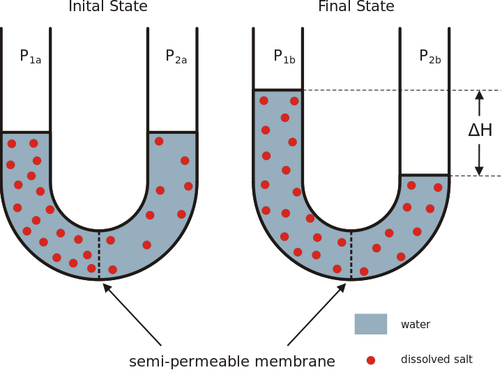  osmosis vs oncotic pressure