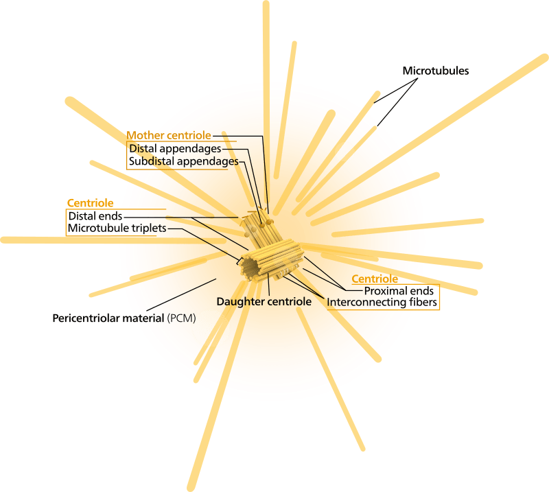 Key Difference - Centriole vs Centrosome