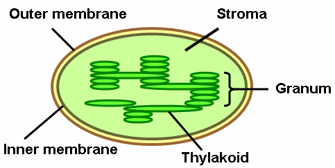 Difference Between Grana and Stroma