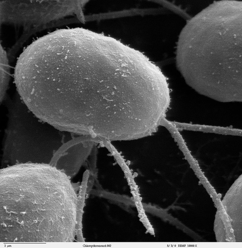 Key Difference - Pili vs Flagella