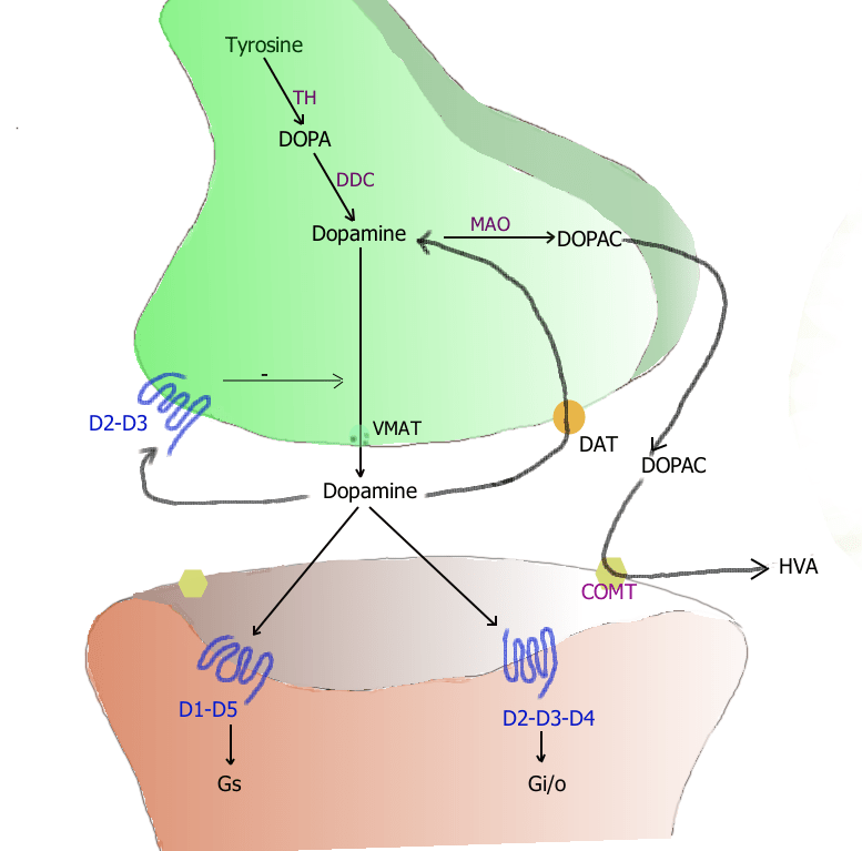 Difference Between Neurotransmitter and Neuromodulator 