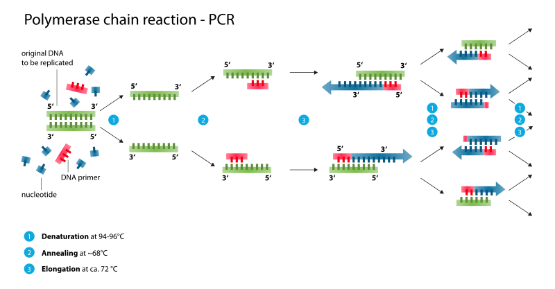 Main Difference - PCR vs DNA Sequencing 