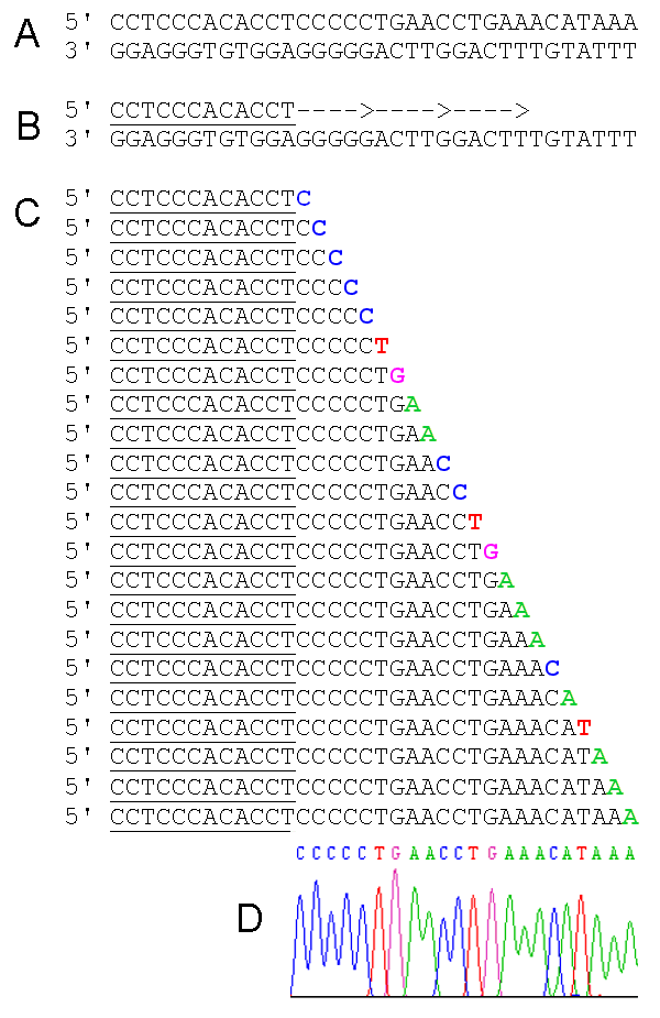 Difference Between Sanger Sequencing and Pyrosequencing