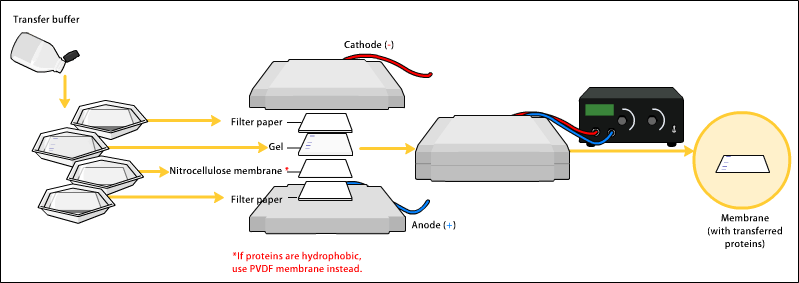 Difference Between Nitrocellulose and PVDF 