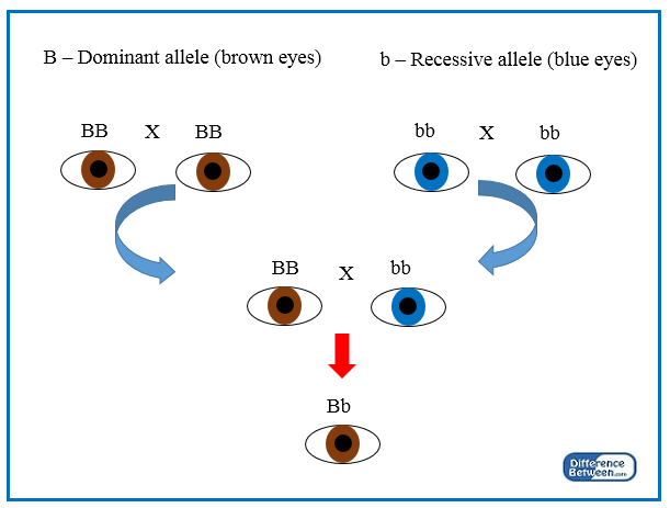 Difference Between Dominance and Codominance 