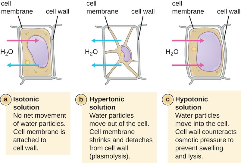 Key Difference - Osmosis vs Plasmolysis 