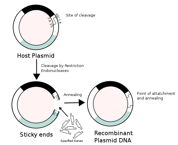 Difference Between Transformants and Recombinants