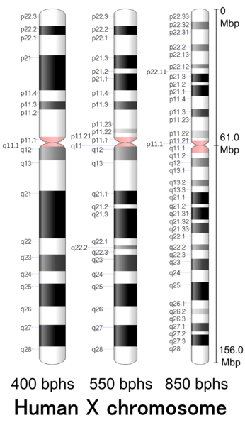 Difference Between X and Y Chromosomes 