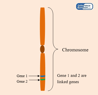 Key Difference - Linked vs Unlinked Genes 