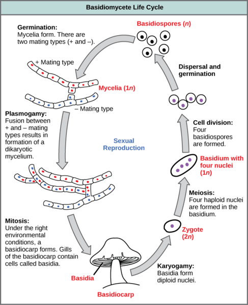 Key Difference - Plasmogamy vs Karyogamy 