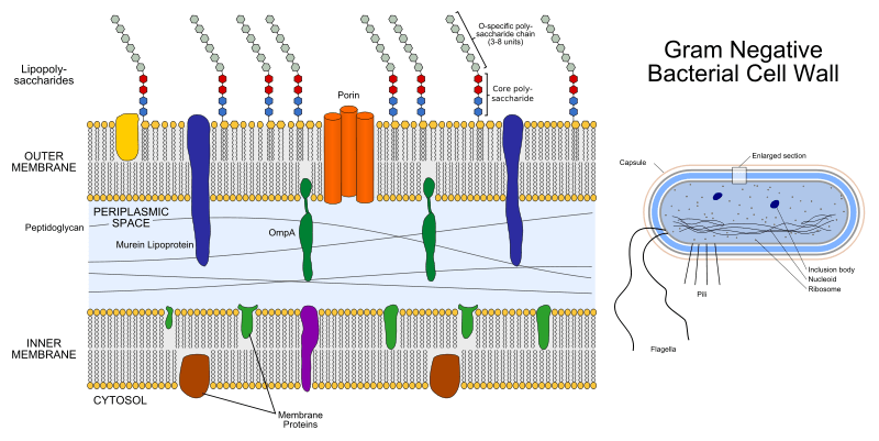 Key Difference - Endotoxin vs Enterotoxin 