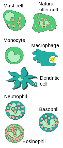 Key Difference - Mast Cell vs Basophil 