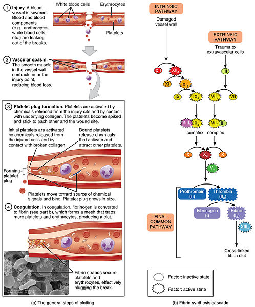 Difference Between Primary and Secondary Hemostasis