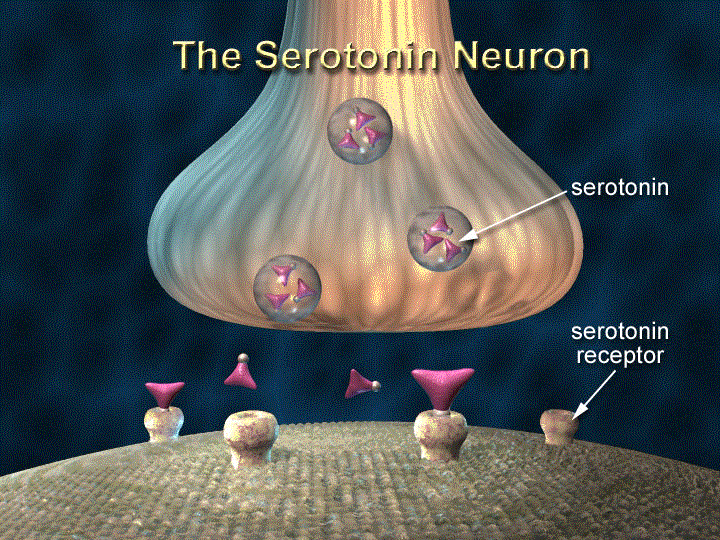 |Key Difference - SSRI vs SNRI 