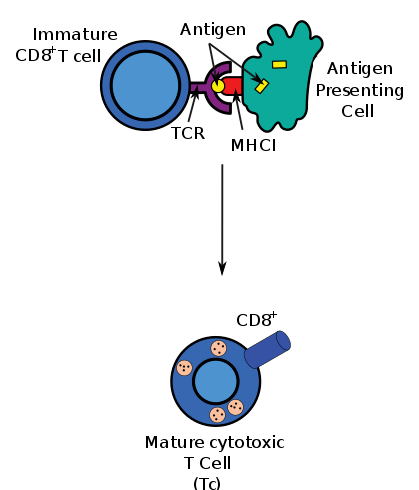 Key Difference - CD4 Cells vs CD8 Cells 