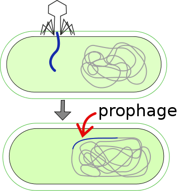 Difference Between Prophage and Provirus