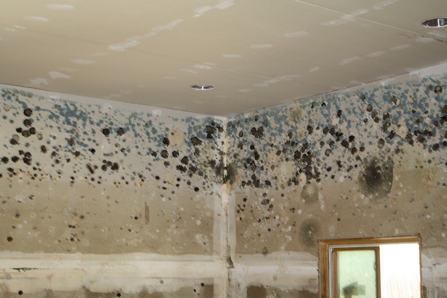 Key Difference Between White Mold and Black Mold 