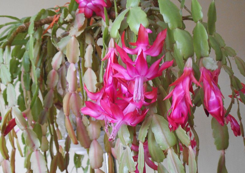 Difference Between Christmas and Easter Cactus 