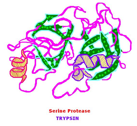 Difference Between Trypsin and Chymotrypsin