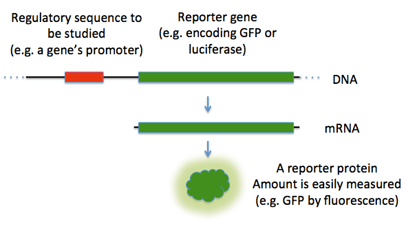 Key Difference Between Enhancer and Promoter