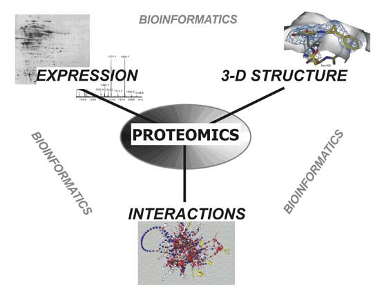 Difference Between Proteomics and Transcriptomics