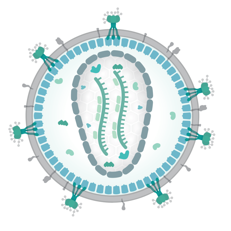 Key Difference Between Adenovirus and Retrovirus 