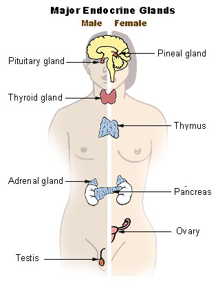 Difference Between Endocrine and Exocrine