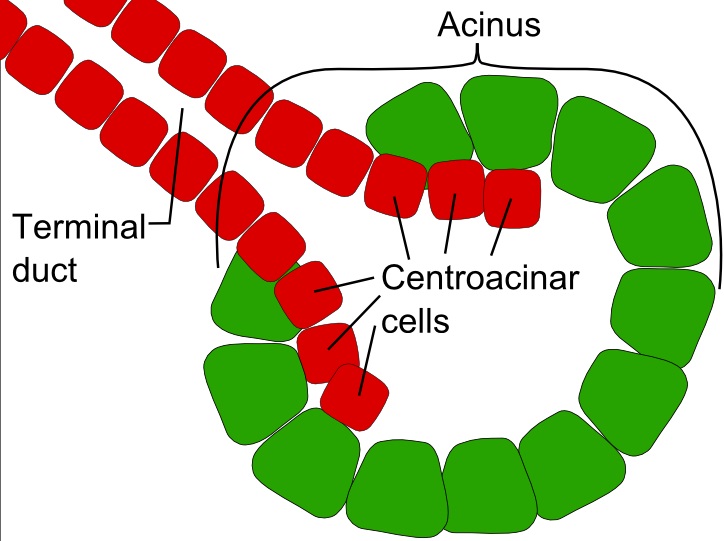 Key Difference Between Endocrine and Exocrine 