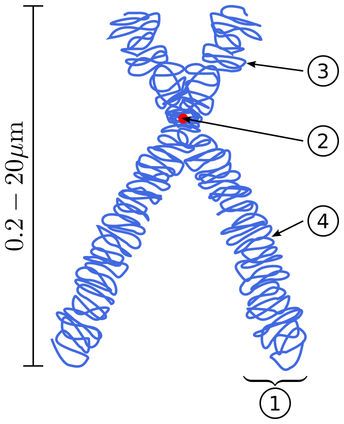 Difference Between Linear and Circular DNA 