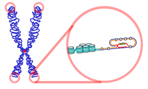 Difference Between Telomeres and Telomerase