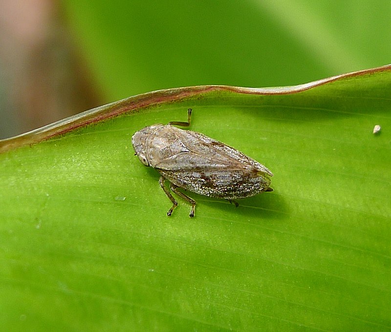 Difference Between Homoptera and Hemiptera