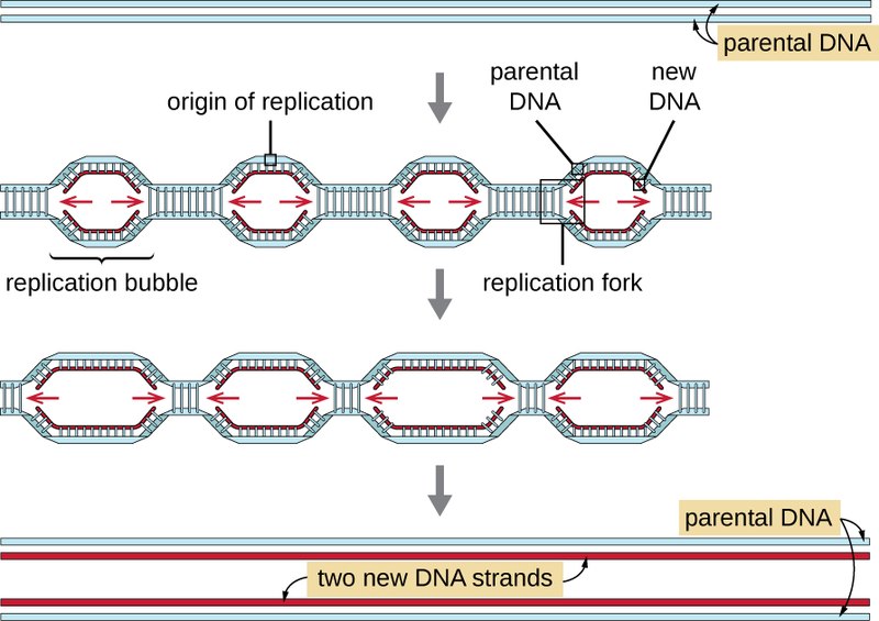 Difference Between Replication Bubble and Replication Fork