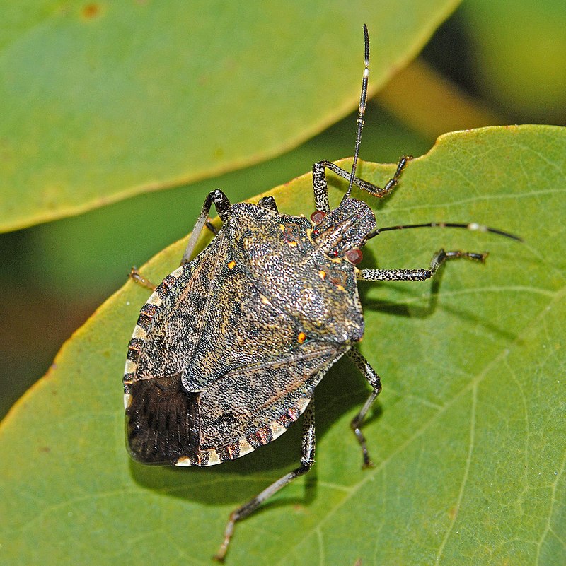 Difference Between Stink Bug and Kissing Bug 