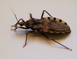 Key Difference Between Stink Bug and Kissing Bug