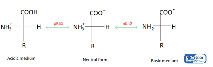 Difference Between Isoelectric and Isoionic Point 