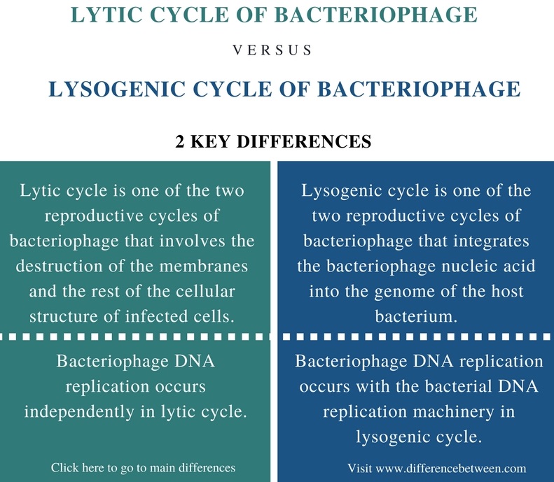 Difference Between Lytic and Lysogenic Cycle of Bacteriophage_Comparison Summary