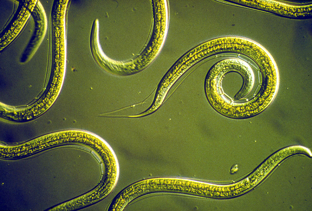 Difference Between Nematodes and Cestodes 