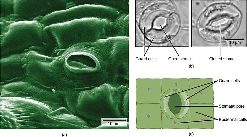 Key Difference - Stomata of Monocot vs Dicot Plant