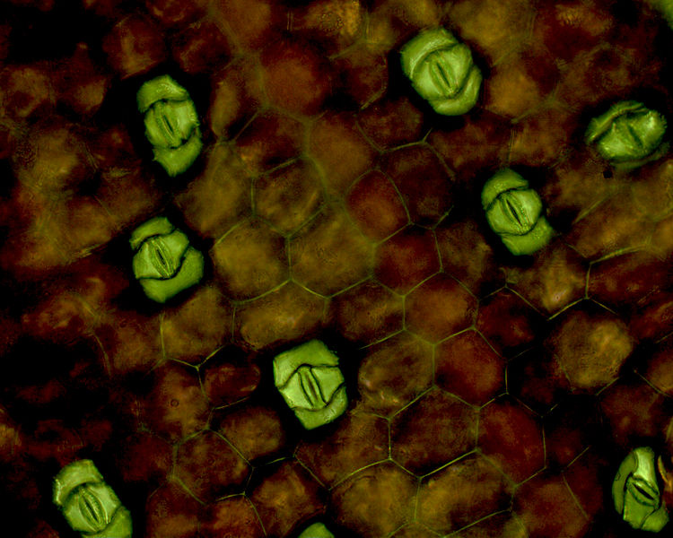 Difference Between Stomata of Monocot and Dicot Plants