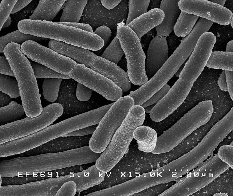 Key Difference Between Cyanobacteria and Proteobacteria