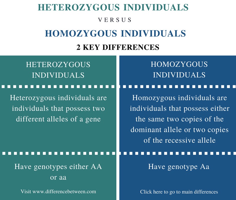 Difference Between Heterozygous and Homozygous Individuals - Comparison Summary