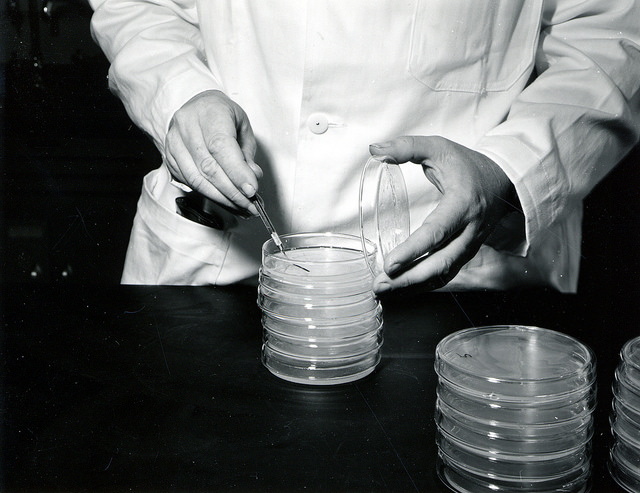 key Difference Between Pour Plate and Spread Plate