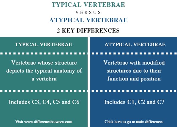 Difference Between Typical and Atypical Vertebrae_Comparison Summary