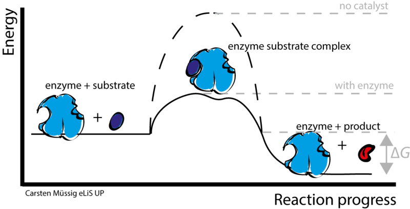 Difference Between Metalloenzymes and Metal Activated Enzymes